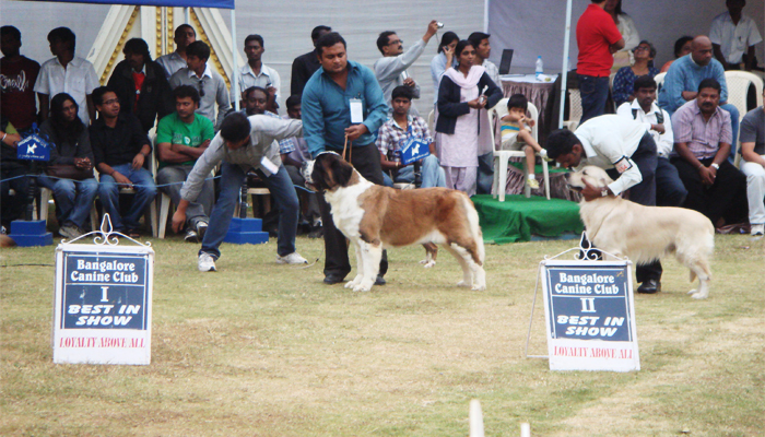 Image Caption